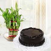 Combo of half kg chocolate cake and 2 layer lucky bamboo